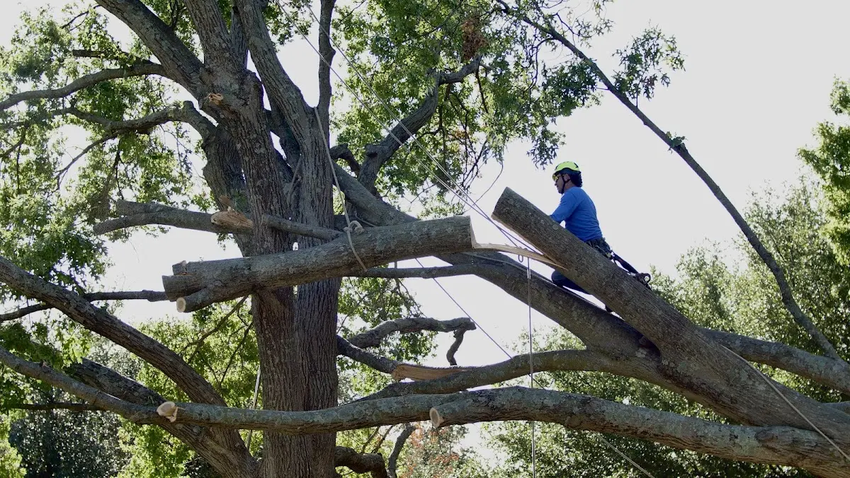 Professional Hazardous Tree Removal performed by certified arborists in Sinclair